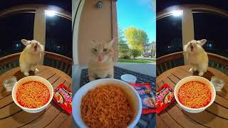 Funny Moments Of Various Animals Stealing Super Y Chicken Noodles