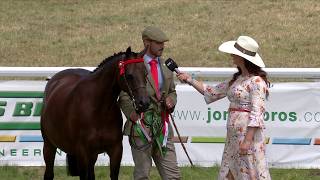 Ceffylau Rhanfrid Cymreig - Pencampwriaeth Benywaidd | Welsh Partbred Horses - Female championship
