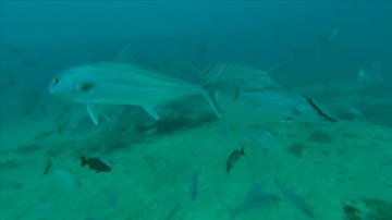 Trident ROV testing Pensacola Timberholes