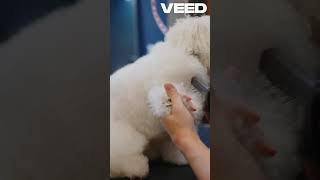 Poodle Grooming Guide  Essential Health Tips