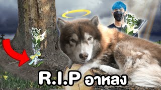 R.I.P อาหลง หลับให้สบายนะลูก.. screenshot 2