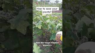 Stop Plant Infections Before They Start! #organic #farming101 #natural #farmingtraditions #pesticide