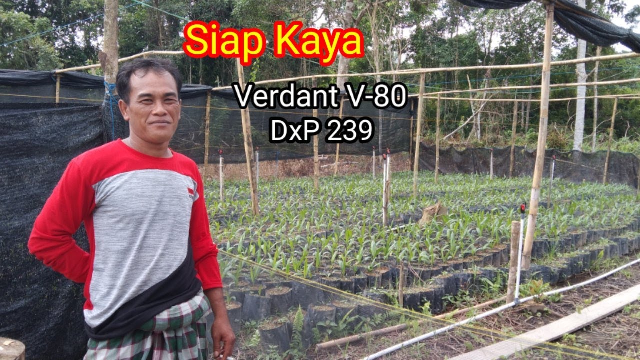 jalan-jalan ke pembibitan sultan varietas VERDANT V-80 dan PPKS DxP 239 amazing betul