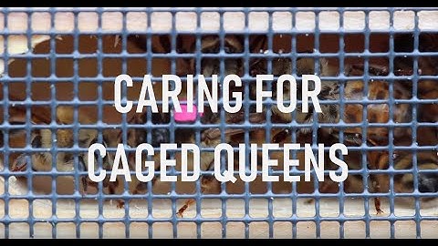 Caring for Caged Queens