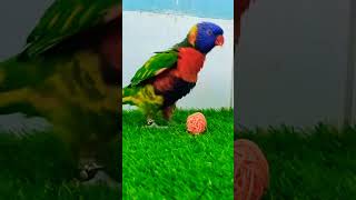 Rainbow lorikeets