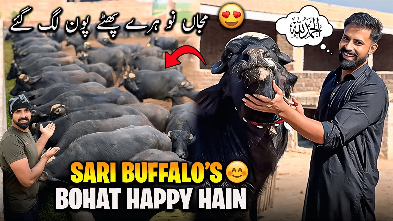 Sari Buffalo's aj Bohat Khush Hain 😍 | مجاں نو ہرے پھٹے پون لگ گئے الحمدللہ