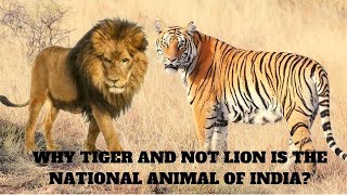 Why Tiger and not Lion is the National Animal of India || Jungle Safari -  YouTube