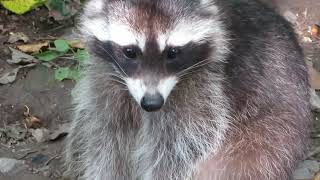 👉️(❤️◡❤️)👉️ WASBEREN-RACONS