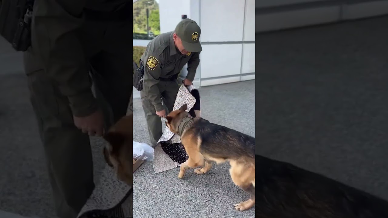 Adorable border patrol K9 returns to duty after battling rattlesnake bite 