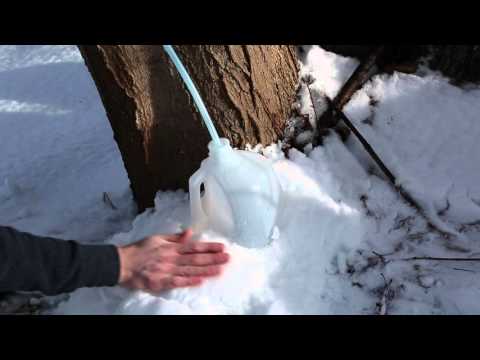 How to Make Maple Syrup