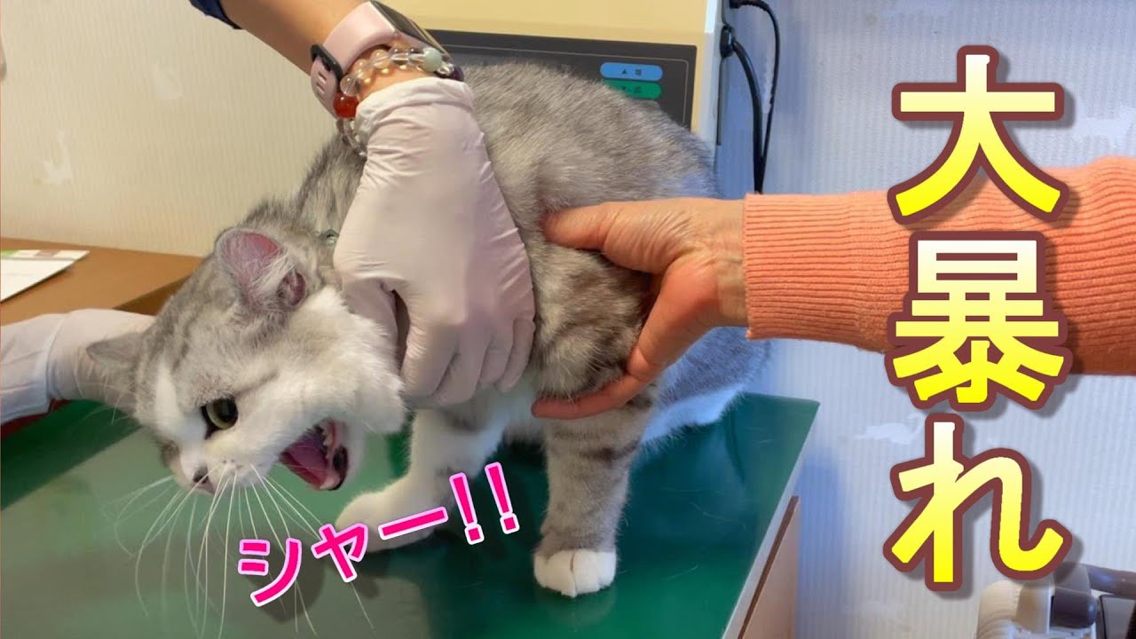 頻繁にお尻歩きをする兄猫を病院に連れて行ったら大暴れでした Youtube