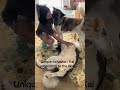 True submissive behavior #akitaworld #puppy #pets #dogmom #foryou #cutedog #submission