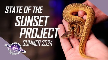Before You Buy a Sunset Ball Python | Summer 2024 | #ballpythons #snake #reptiles #ballpython
