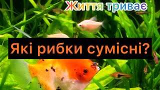 Сумісність акваріумних рибок. Кого з ким можна селити? Населення мого акваріуму.