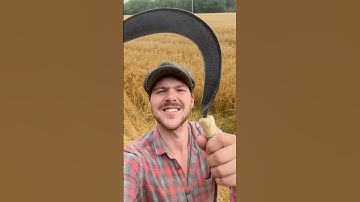 Restoring and using a Sickle #ireland #restoration #sickle #folklore #history #agriculture #straw