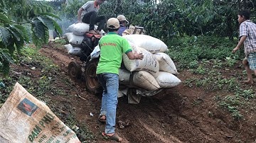 1 ngày thu hoạch cà phê ở Tây Nguyên/Di Linh