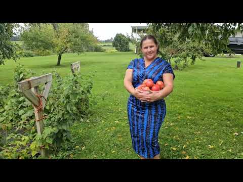 ПОСМОТРИТЕ КАКИЕ 🍅ПОМИДОРКИ ! А КАКИЕ ПЕРСИКИ  🍑! СЕЛЬЧАНКА В АМЕРИКЕ!