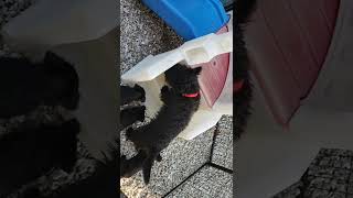 Elvira Puppies 2022-09-02.3