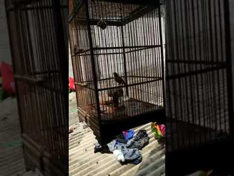 Burung Sawahan Youtube