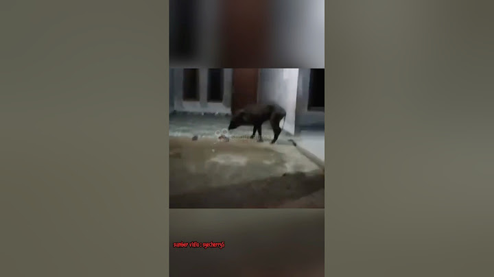 NJIR INI BENERAN BABI NGEPET YAK?😱#trending #shorts #horror #hantu #setan #creepy #penampakan