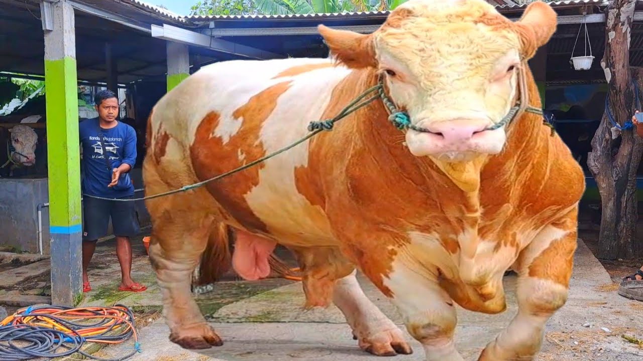 GIANT !! SAPI VIRAL SUPER LANGKA - YouTube