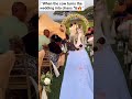 “When the cow turns the wedding into chaos 🐄🔥”#shorts