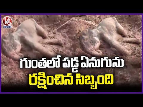 Rescue Team Saves Elephant Fallen Into Mud Pit | Tamil Nadu | V6 News - V6NEWSTELUGU