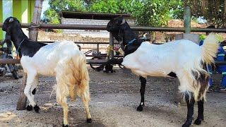 800 thousand!! Prices plummet for pregnant sows. Affordable prices!! Tuban Goat Market