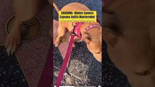 HILARIOUS: Dog Leaves DEPOSIT on Trump’s Hollywood Star @DangerousOnes