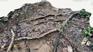 Tree roots from Forest 3d scan | cgtrader | polycam