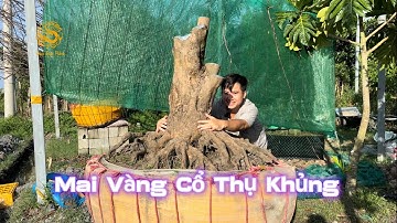 Hai cây Mai Vàng cổ thụ Khủng ở Hậu Giang|Vùng Đất Rồng 