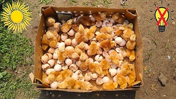 Sunlight chicken egg hatching // Sunlight incubator real egg hatching 100%