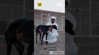 The Saluki is a popular heritage by Saluki_Race 346 views 9 months ago 1 minute, 1 second