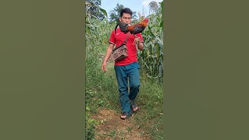 gà rừng đi nương.qaib qus mus teb lom zem kaws li nawb