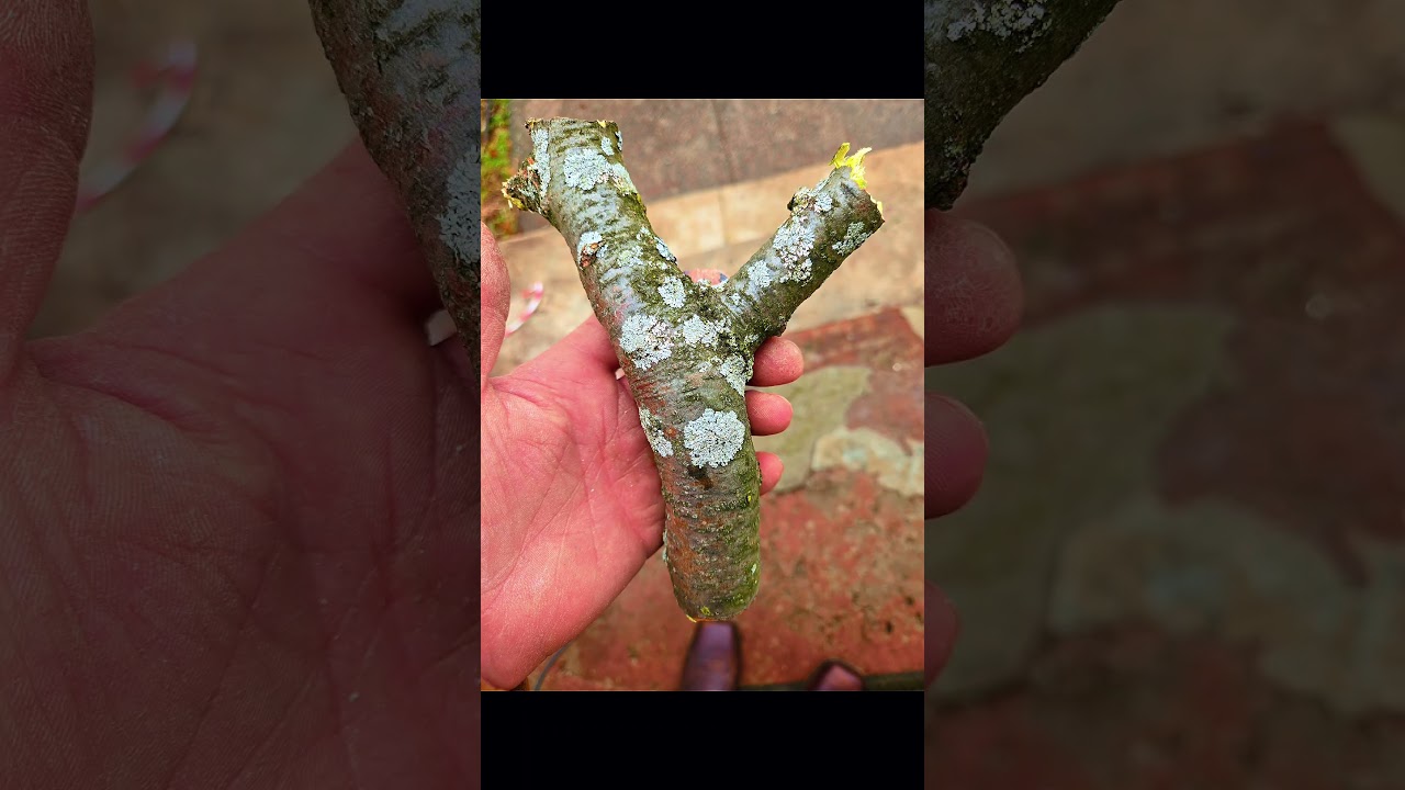 NATTY weekend build. From a log to slingshot.! A build for a buddy  