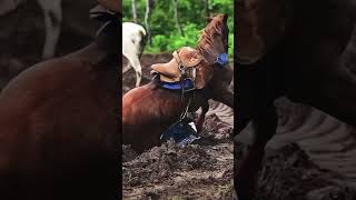 Vaquejada #shorts #cavalo #emersongondim #vaqueiroatualizado #canalemersongondim #horses #horse