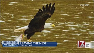 Destination Vacation: Jordan Lake and its bald eagles