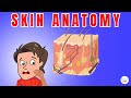 The Marvels of Our Skin and Its Integumentary Functions