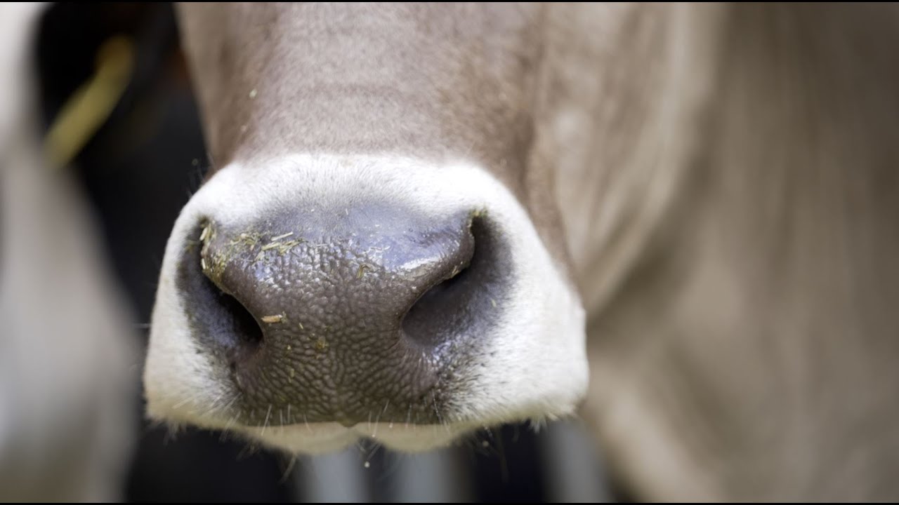 Una stalla a misura di mucca