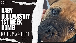 Bullmastiff Puppy First Week Home! Profile