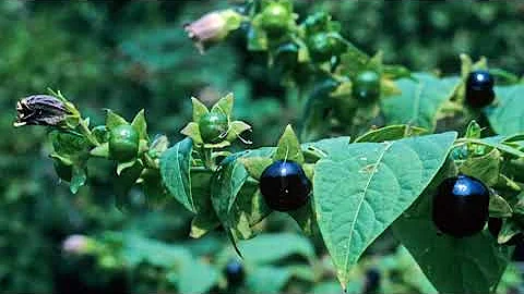 Kde seženete bylinky?