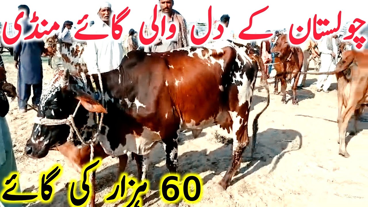 Cholistani Cow Mandi | Shehbaz Wala Cow Mandi || Mandi Star