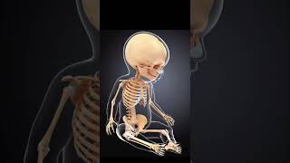تحول عدد عظام جسم الإنسان من 270 إلى 206 عظمة?✨