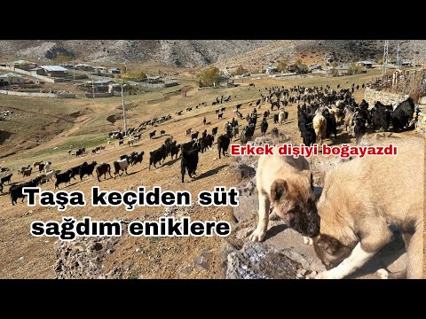 Video: Çoban