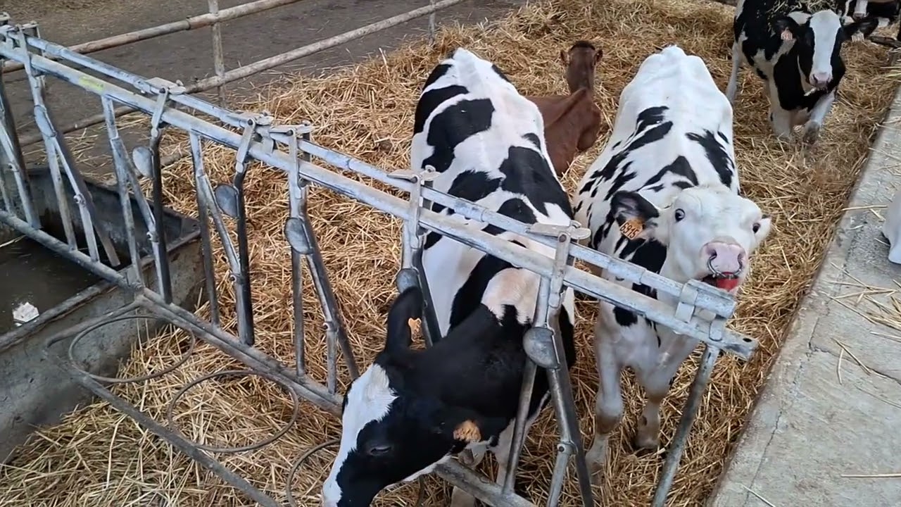 Journées de l'élevage 2026