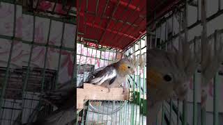 mashaAllah punjabi vlog birdsvideo newsong music pet birds petvlogger babyparrot pigeon