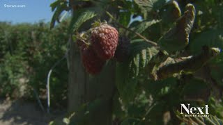 Next Question: How do smoke and ash affect Colorado's agriculture?