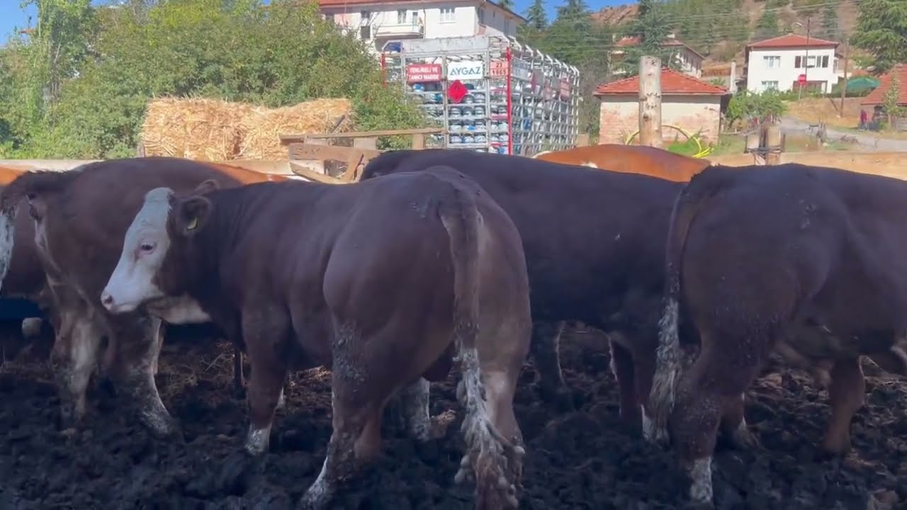Kalite avcıları Tohumluk dana toplamaya devam