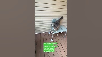 How High Can Your Cat Really Jump?