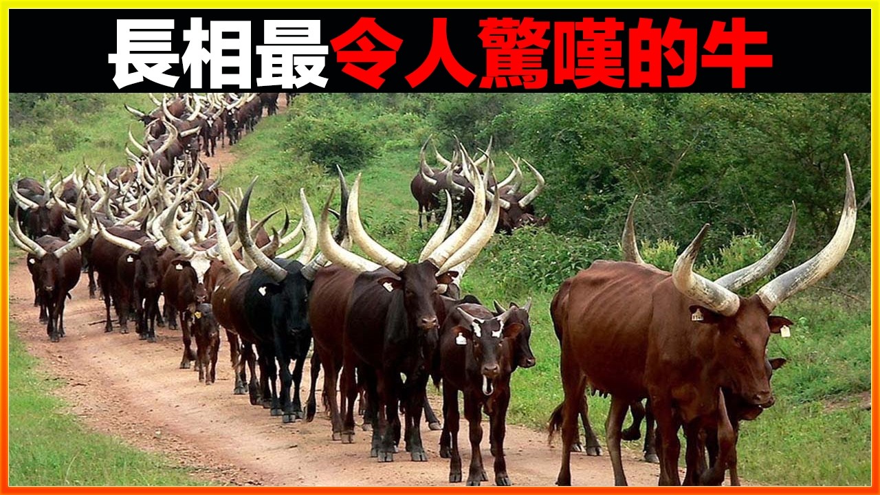 你這一生都可能沒見過的18種牛，牛角長達3米的，全身長滿腱子肉的，如同貓狗般大小的，每一個都令人嘖嘖稱奇｜#世界之最top #世界之最 #冷知識 #腦洞大開 #top10  #地球之最 #排名